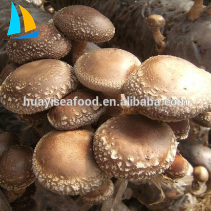 2017 New Crop Chinese Frozen shiitake mushroom for sale