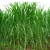 Import 2021 Touchhealthy High germinate rate Hybrid Giant Napier grass seeds forage seeds from China