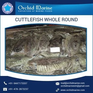 A Grade Quality Dried Cuttlefish Whole Round from Trusted Seafood Supplier