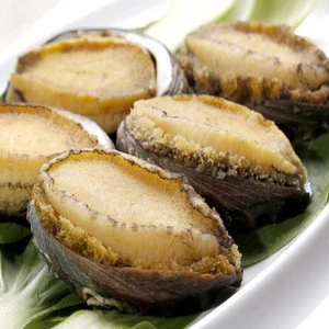 Abalone without Shell China Made abalone Shellfish Fresh Seafood Canned Abalone of Mexico with Good Taste