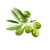 Import Agriculture Organic New Season Green Fresh Olives For Sale Quality from China