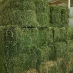 Alfafa Hay for Animal Feeding Stuff for sale