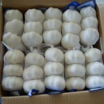 Best quality bulk pure fresh garlic normal white