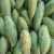 Import BEST QUALITY FRESH GREEN MANGO from Canada