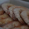 Best Quality of Indonesia Shrimp for Consume