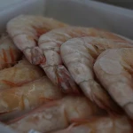 Best Quality of Indonesia Shrimp for Consume