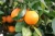 Import Best Quality Sweet Fresh Juicy Valencia Oranges Grade A - Wholesale/Bulk from USA