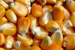 Best Yellow Maize Animal Feed 2018