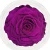 Import Big Size Preserved Rose Flower Real Touch Giant Preserved Fresh Roses from China
