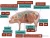 Import Bile acids improve the immunity of sows from China