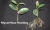 Import Bio green hydroponics growth fertilizer eddha fe6 mycorrhiza from China