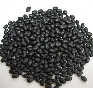 Black Beans Factory -Best Quality and Price