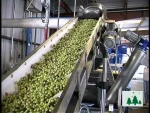 Bulk olive essential oil price olive oil extra virgin oil price