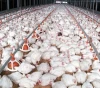 China Factory Directly Sales Chicken Feed for Poultry