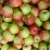 Import Chinese Bulk Red Fresh Apple Supplier Fresh Apple Exporters from China