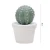 Import Creative Artificial Plant Greenery Simulation Cactus Bonsai Decoration from China