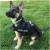 Customize No Pull Dog Harness Cat And Leash Set Reflective Strips Law Enforcement Tactical Vest Accessories For Military