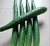 Import Decorative vegetables from China