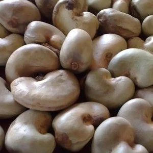 Dried Raw Cashew Nut In Shell