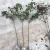 Import Beautiful Flowering Rose Seedlings, Bare Root, Potted Available from China
