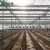 Import FM Model Agriculture Greenhouse for Aquaponics from China