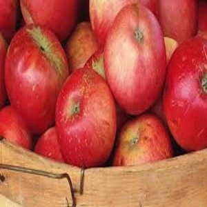 Fresh Apple Top Fresh red fuji apple fruit  and  other Red Delicious apples for sale