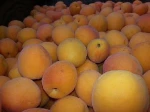 Fresh Apricots | Frozen Apricots,Quality Grade  Fresh Apricots