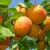 Import Fresh Apricots from Canada