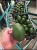 Import Fresh Avocado Hass from Mexicos Top Producing Region from Mexico