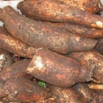 Fresh Cassava