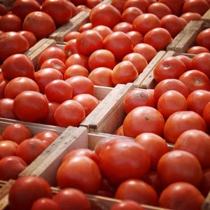 Fresh Cherry Tomatoes Raw Green Tomatoes 100% Quality