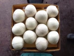 Fresh coconut/ Diamond shaped/Tender