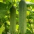 Import Fresh Cucumber High Quality Nature 500 Kg from Thailand