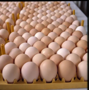 Fresh Farm White and Brown Chicken Table Eggs  From South Africa