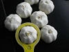 fresh garlic 2020new crop good quality