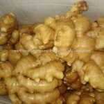 FRESH GINGER INDIA