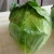 Import Fresh green round cabbage from China
