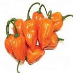 Fresh Habanero Pepper/Black Pepper, Red Chilli Pepper, Cayenne