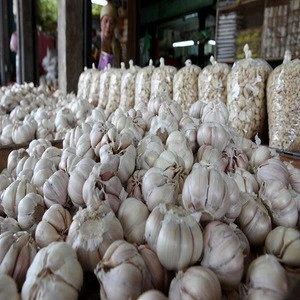 Fresh natural white garlic. New crop! 2020 Harvest!