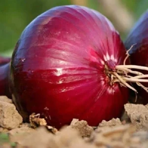 Fresh Onion Red Onion Yellow Onion