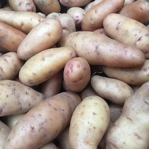 Fresh Potato Price for Export