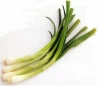 Fresh Scallions , Green onion , Spring Onion , Leek