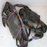 Frozen big size tiger shrimp for sale