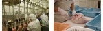 Frozen Chicken feet / paw/ and other parts from Brail or Japan