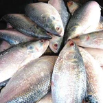 Frozen Hilsa fish