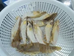 Frozen Slipper Lobster Half-cut