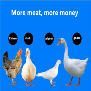 Gain Weight Fast in Veterinary Medicine for Pig Duck