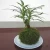 Import Garden Supplies Organic Fertilizer Live Dried Sphagnum Moss Not Peat Moss Good for Phalaenopsis and Other Top Grade Flowers from China