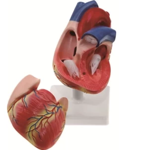 GelsonLab HSBM-222 life size 2parts  Plastic Human Heart Model Medical plastics heart models Human heart anatomy model