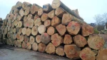 german beech logs